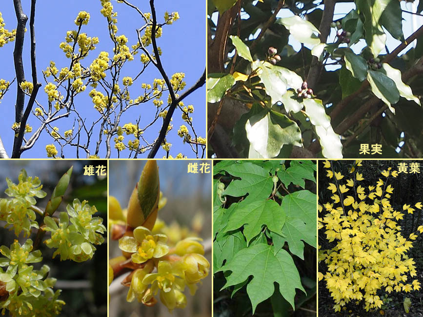 野山の草花・木々の花」植物検索図鑑 | シロモジ