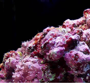 石灰藻(せっかいも)とは【マメ用語辞典】マメデザイン-アクア