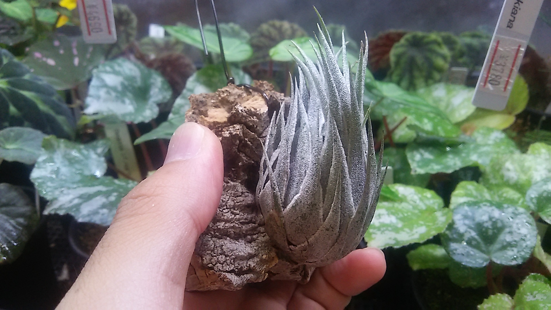 Tillandsia heubergeri ティランジア ヘウベルゲリ