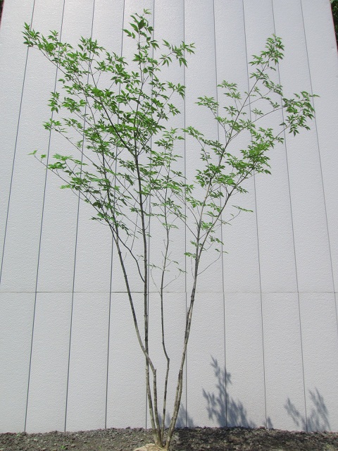 2013年の販売商品】 - Next Green Market