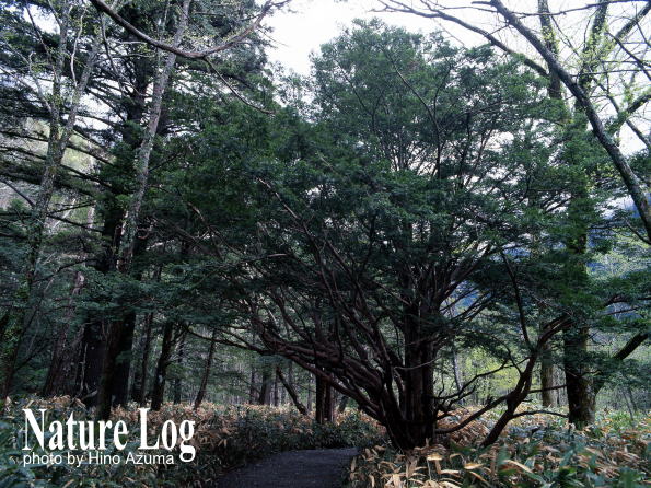 植物記584【イチイ】