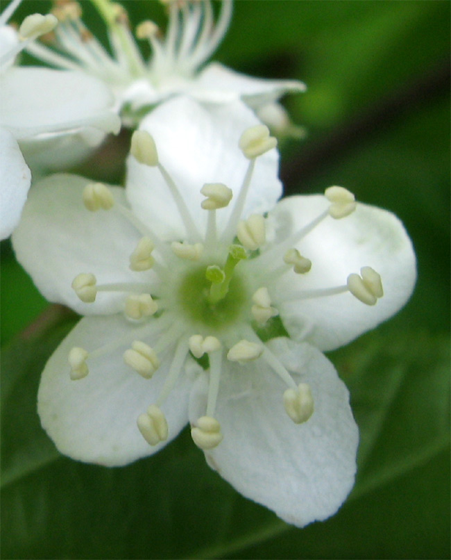 山採り自然樹形のアズキナシ販売 那珂市秋元園芸