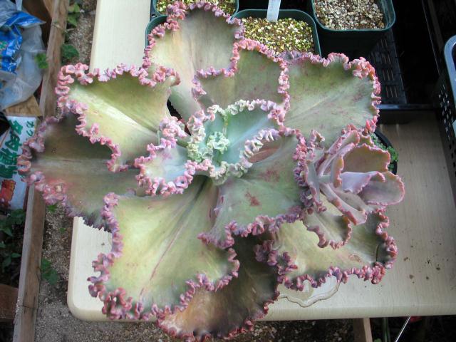 エケベリア ウェディングドレス(Echeveria cv. Wedding Dress)写真