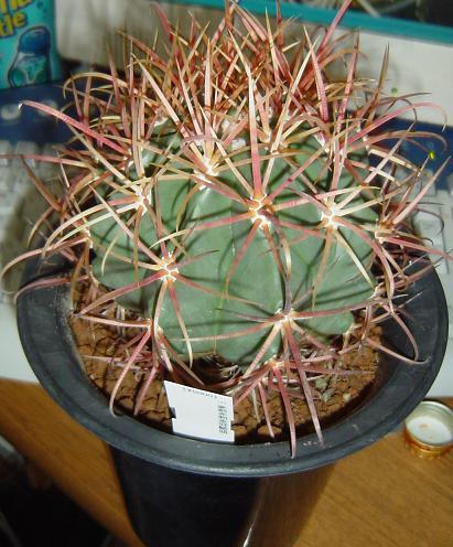フェロカクタス 鯱頭(Ferocactus cylindraceus) 多肉植物データベース