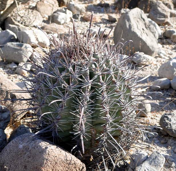 フェロカクタス 半島玉(Ferocactus peninsulae) 多肉植物データベース