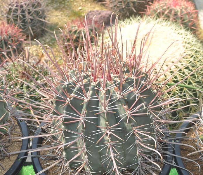 フェロカクタス 偉冠竜(Ferocactus peninsulae var. viscainensis