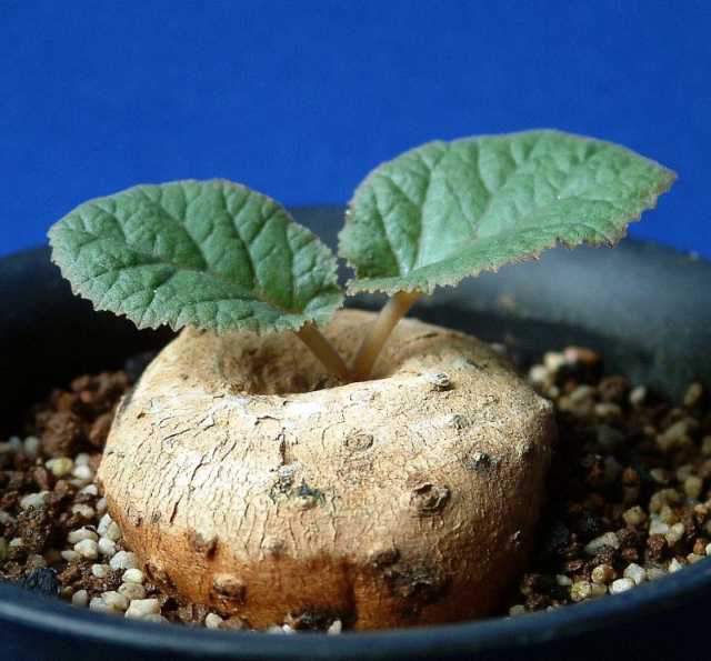 ドルステニア エレンベッキアナ(Dorstenia ellenbeckiana) 多肉植物