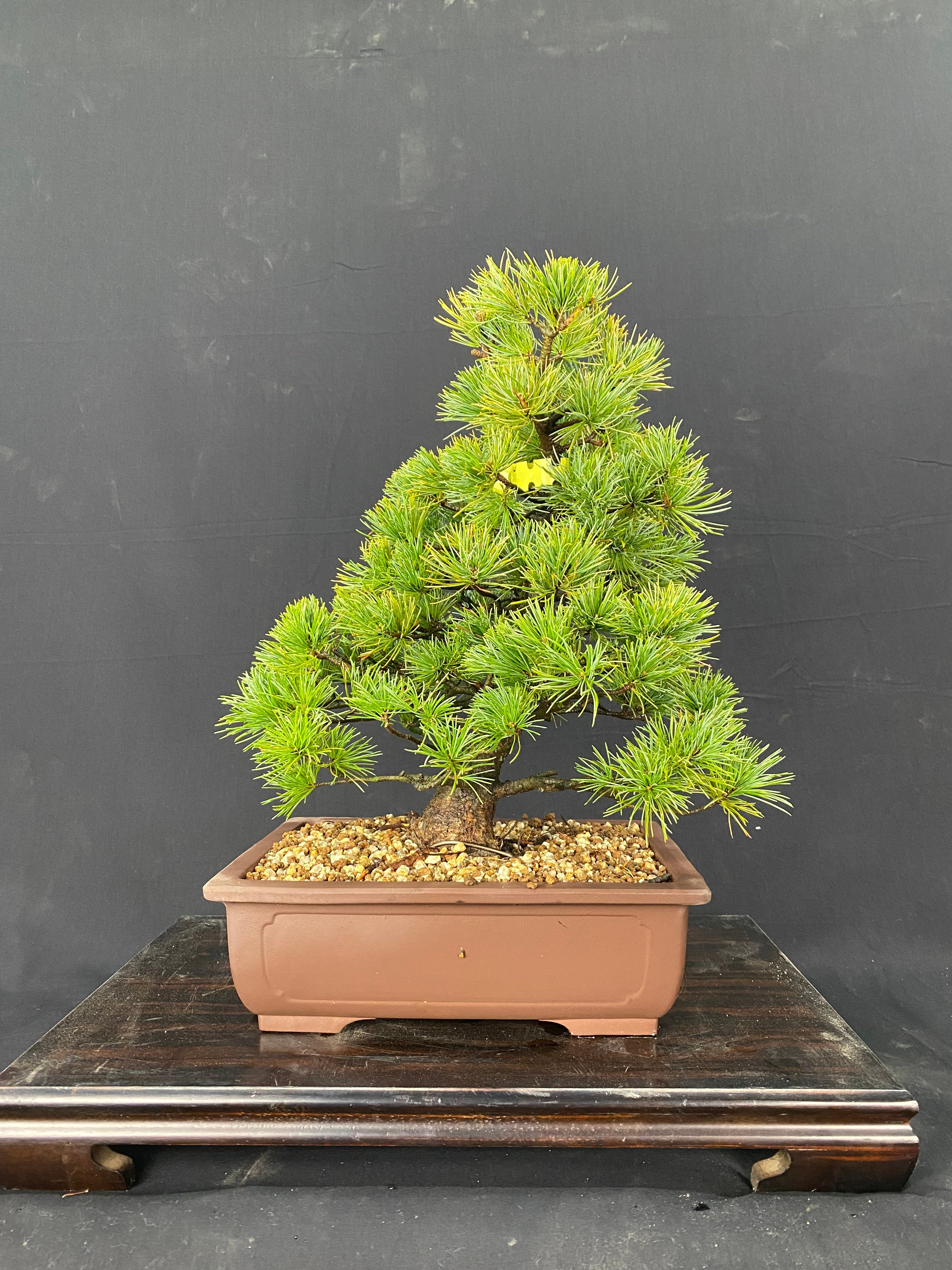 FM005.jpg?v=1650438597