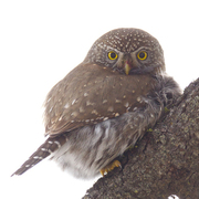 Northern Pygmy-Owl