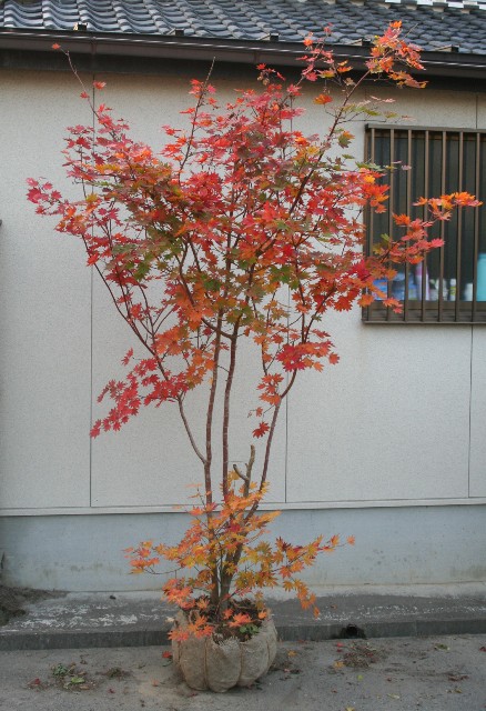 コハウチワカエデ（株） 千代田農園 ～植木の生産・販売～