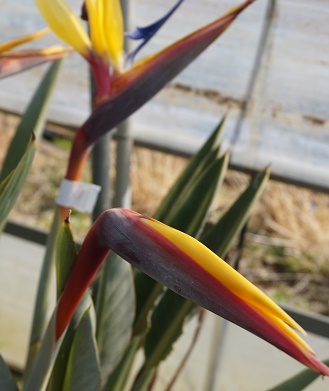 ストレリチア、極楽鳥花の紹介・販売