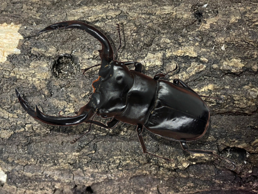 ウエストウッディオオシカクワガタ(原名亜種) – クワガタムシ