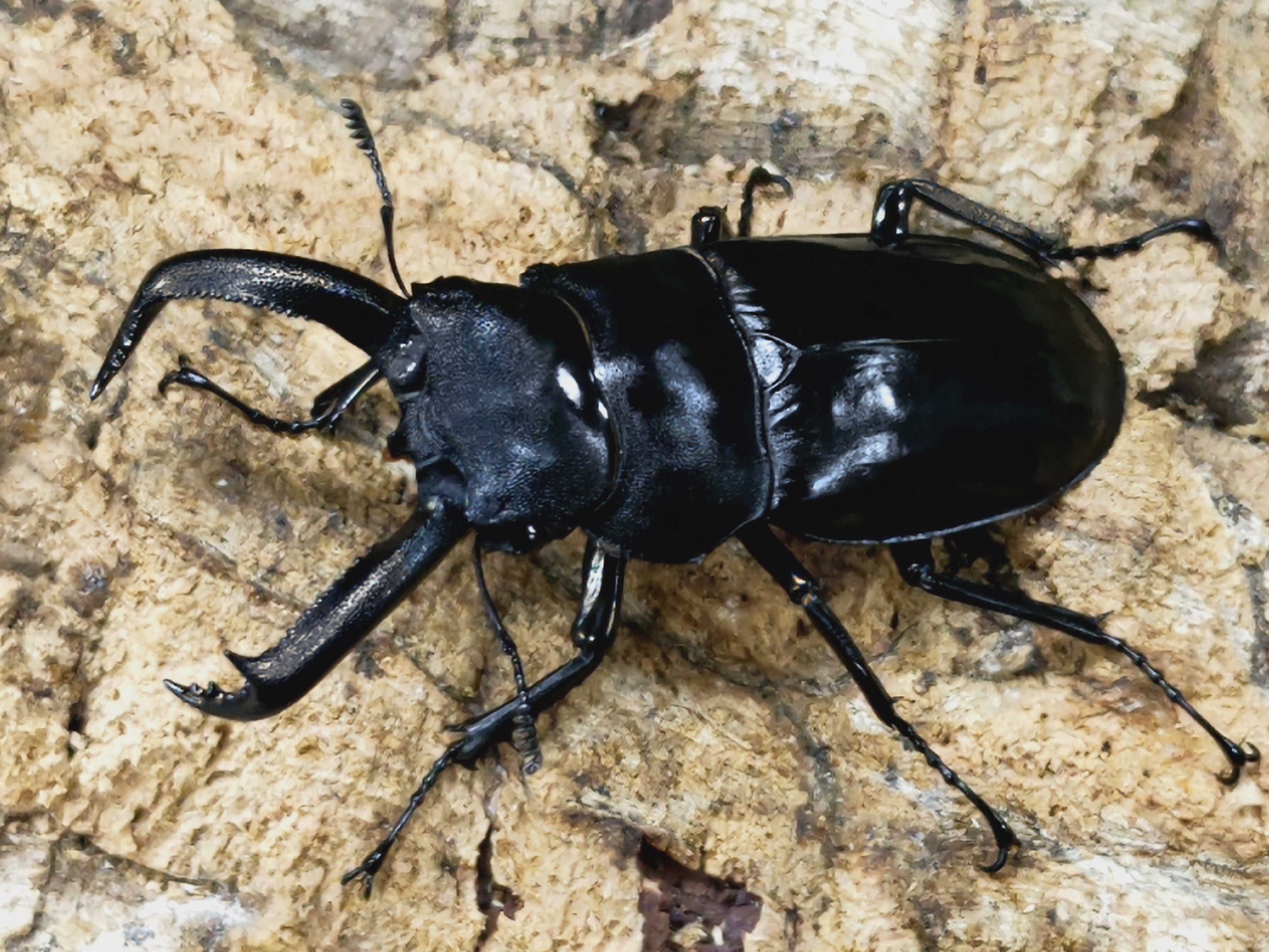 野外標本】ニグリータツヤクワガタ ペア Odontolabis nigrita 野外標本