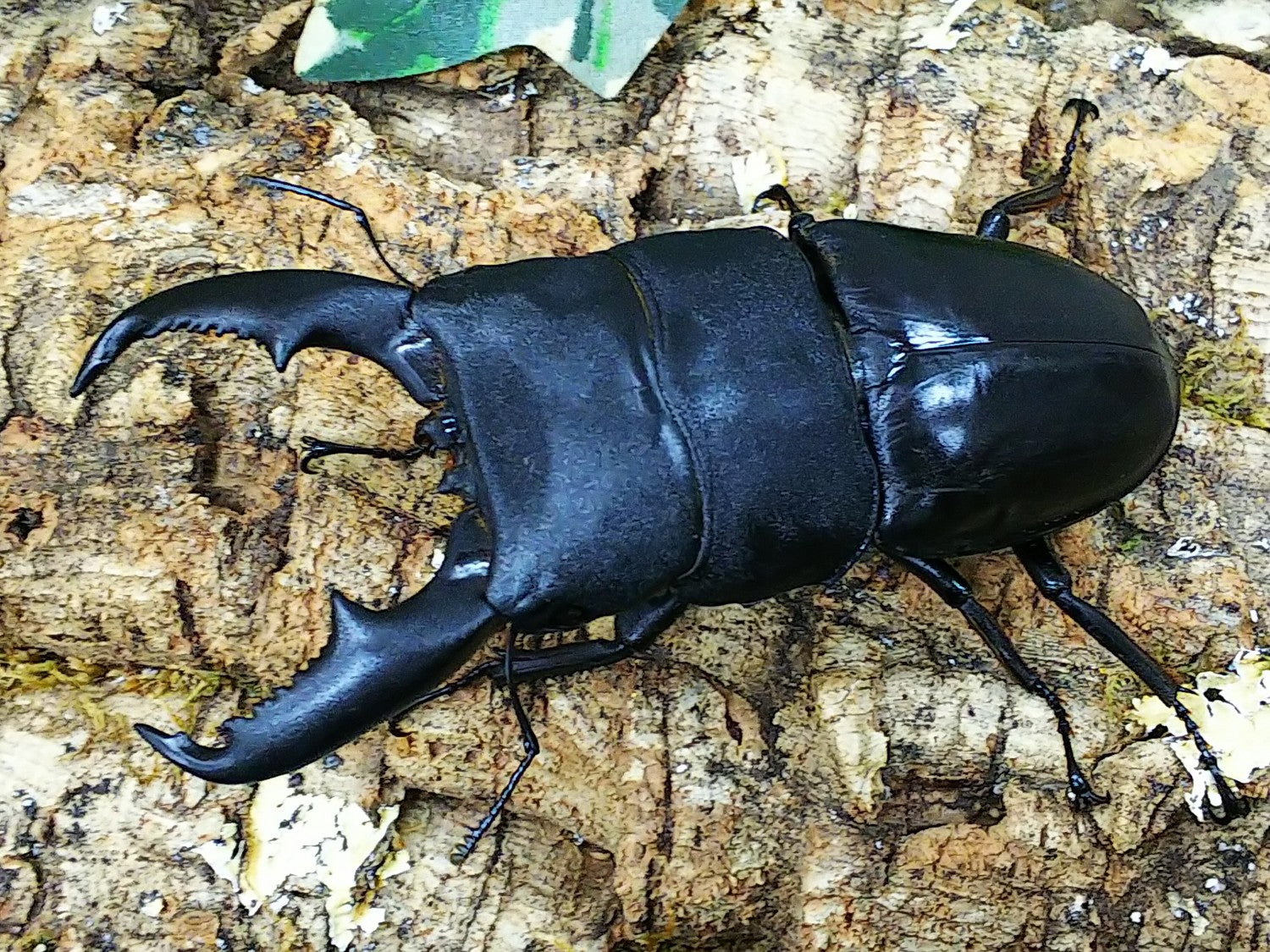 ミンダナオオオヒラタクワガタ – クワガタムシ・カブトムシ昆虫専門店