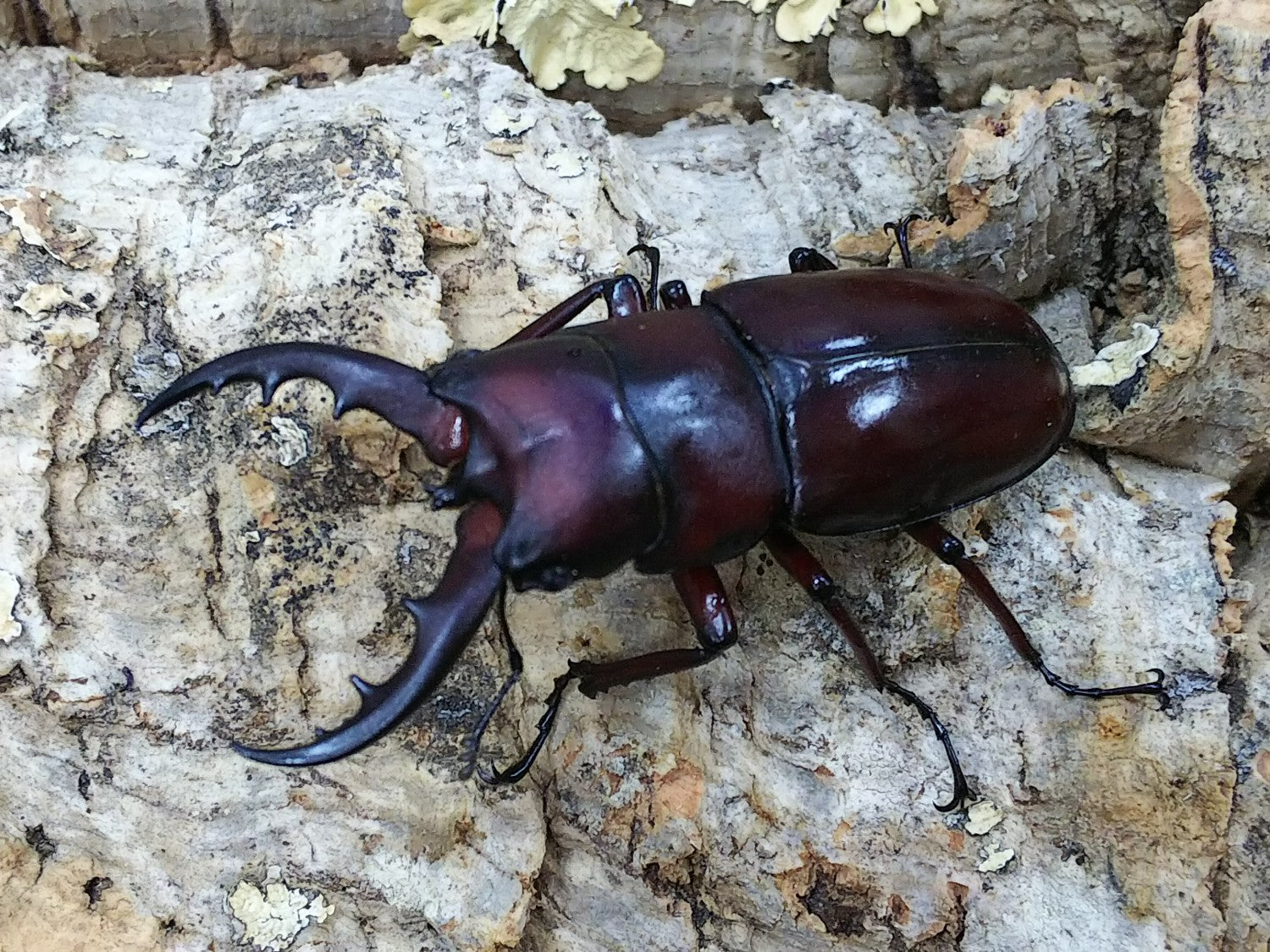 イヘヤノコギリクワガタ – タグ 