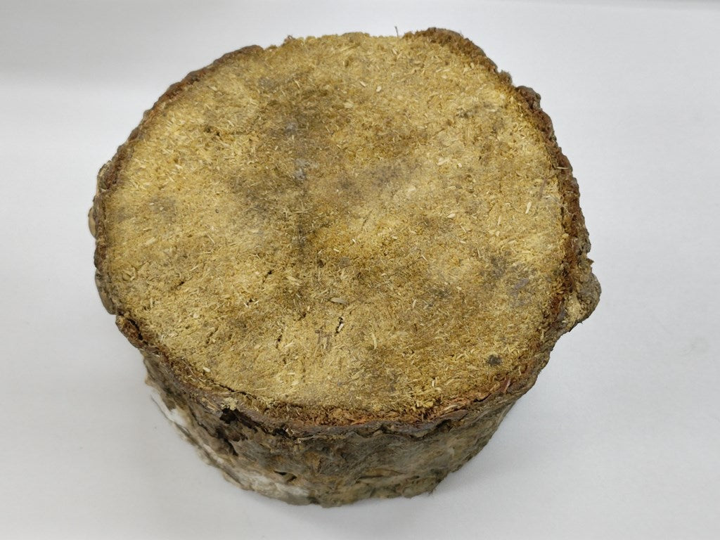 砂埋め霊芝材（L材：直径約15cm） – クワガタムシ・カブトムシ昆虫専門