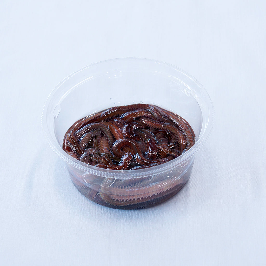 青イソメ（中）50g – フィッシングマートT1