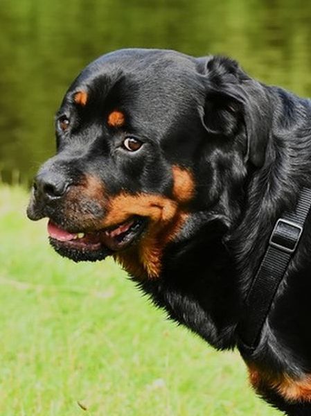 ROTTWEILER / ロットワイラー】R・W Photo Teeのご紹介 | Fixer News