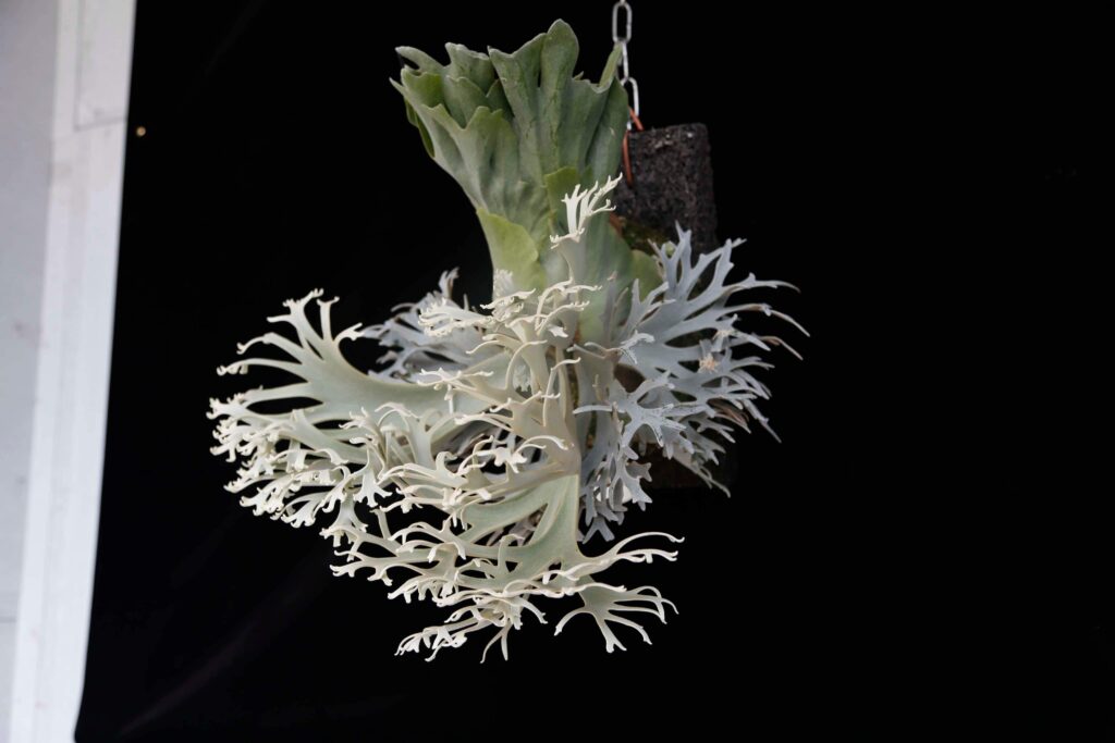 Frontier Plants】ビカクシダ・ウィリンキー・OMG Platycerium