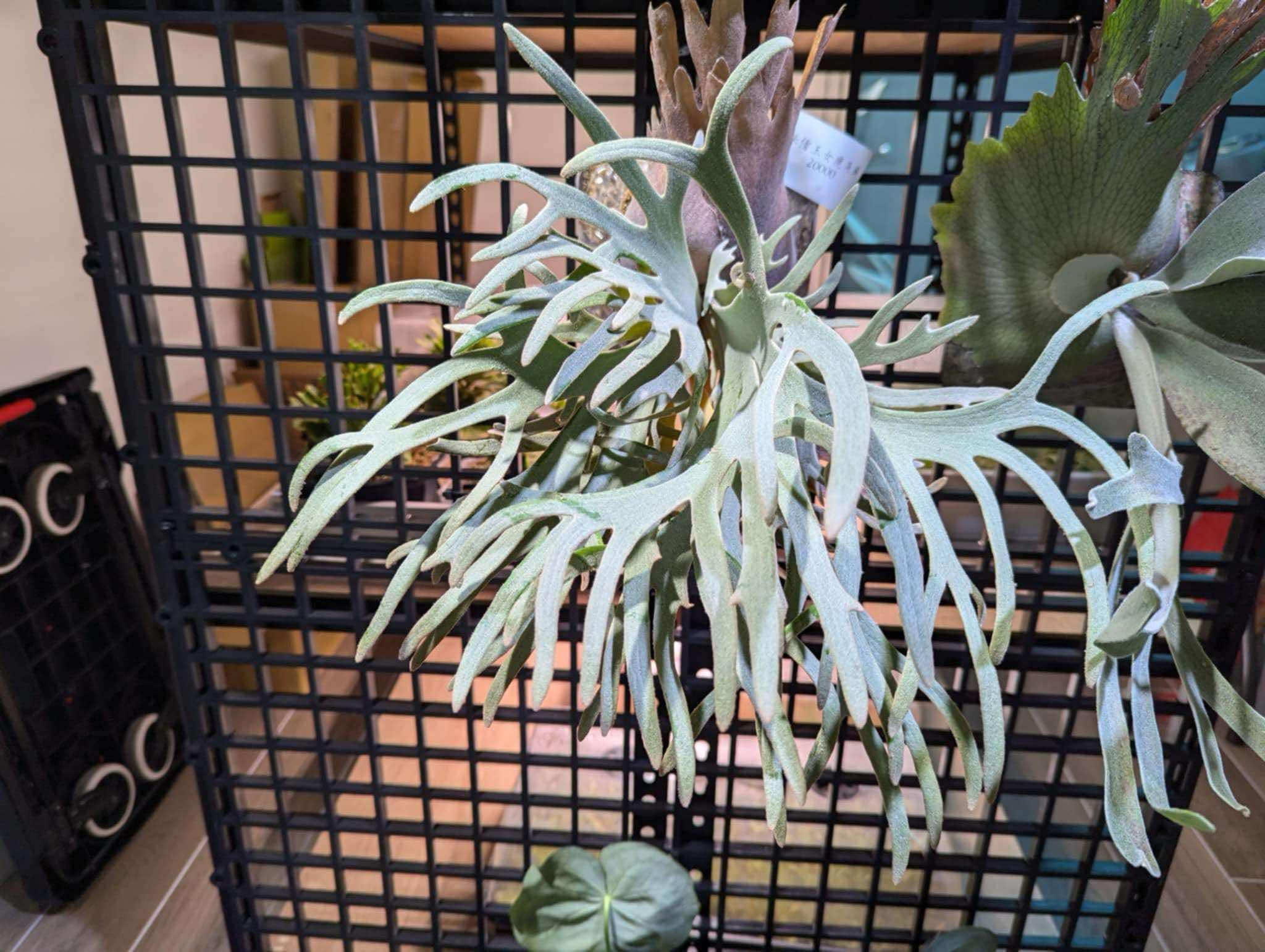 Frontier Plants】ビカクシダ・ウィリンキー・ジェイドガール