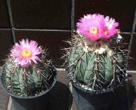 エキノカクタス