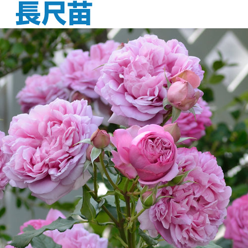 長尺苗】ローズ・ポンパドゥール（26824） – はなはなショップ