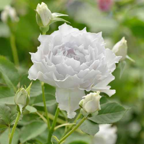 ヘブンシリーズ】ガブリエル – はなはなショップ