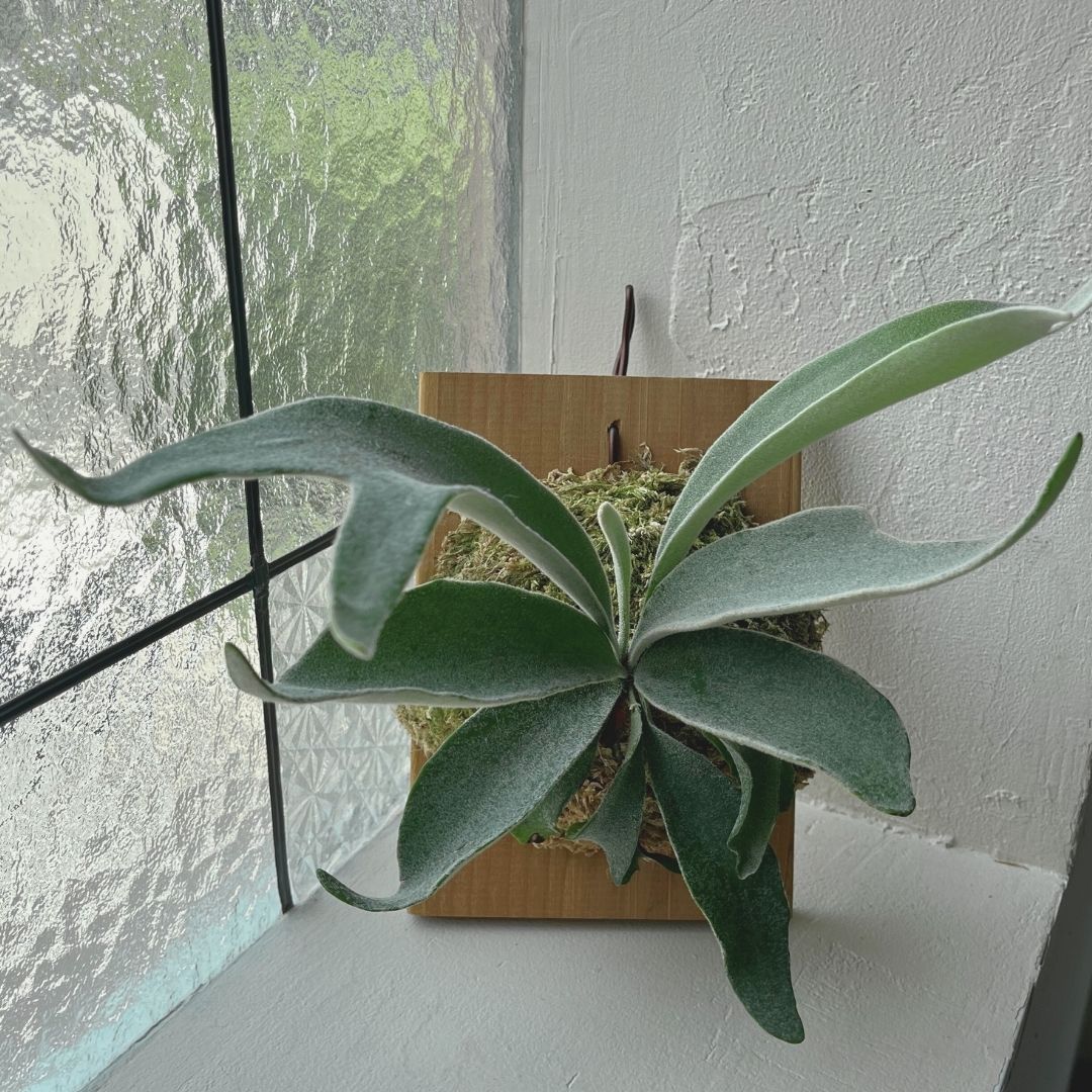 産直】ビカクシダ・ベイチー