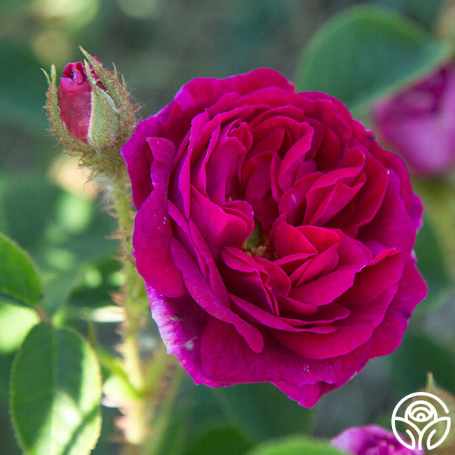 Red Moss Moss Rose | Fragrant Rose Plant – Heirloom Roses