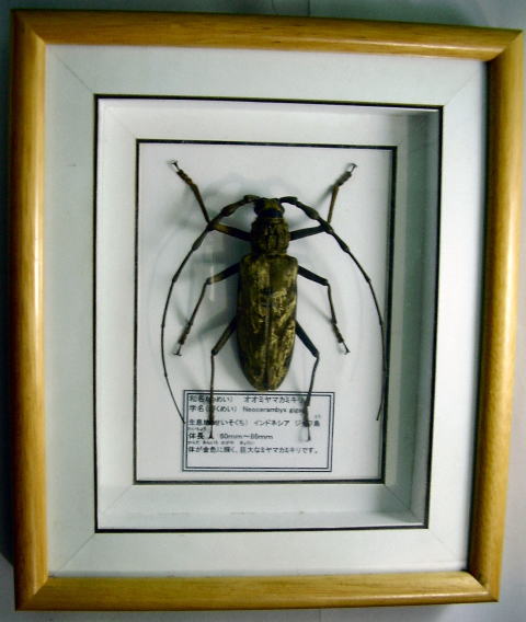 額入り昆虫標本 カミキリムシ