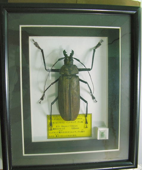 額入り昆虫標本 カミキリムシ