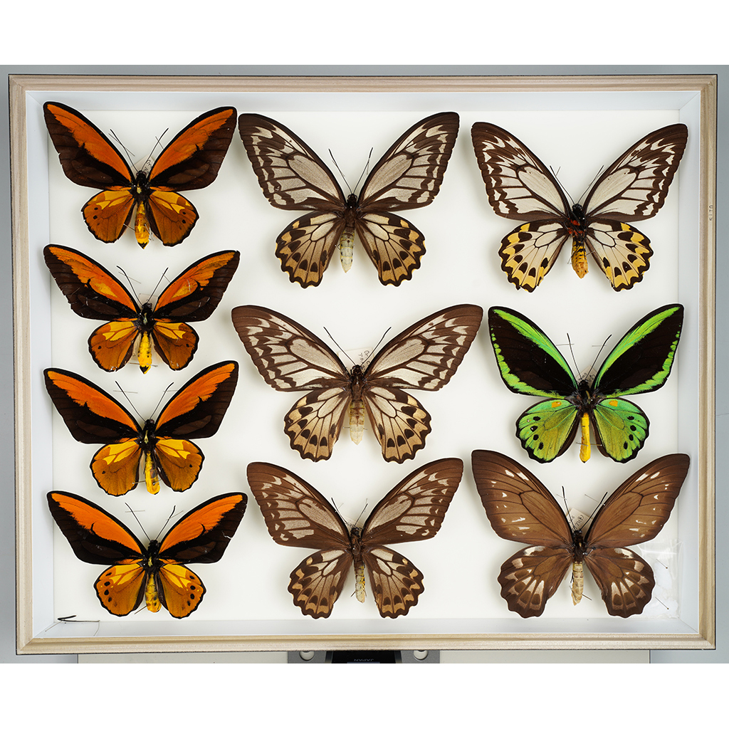 九大博物館 | アカメガネトリバネアゲハ (アゲハチョウ科