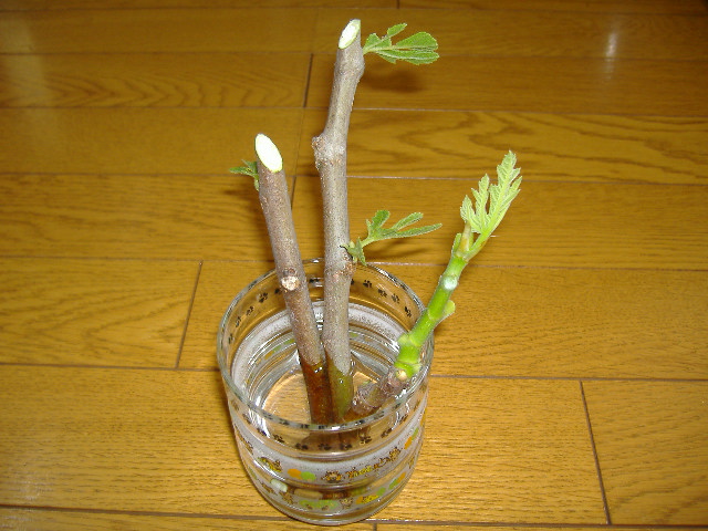 いちじくの挿し木栽培