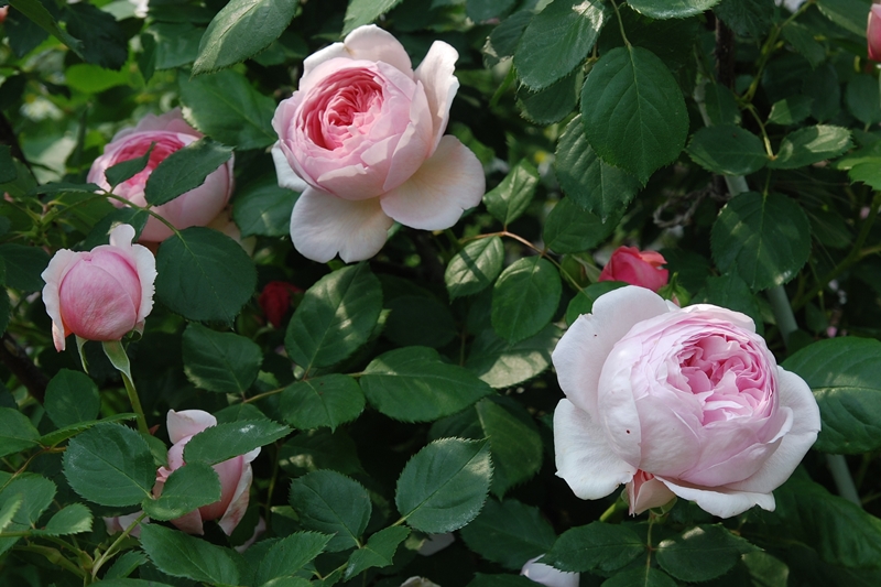 ジェフ・ハミルトン（Jeoff Hamilton）