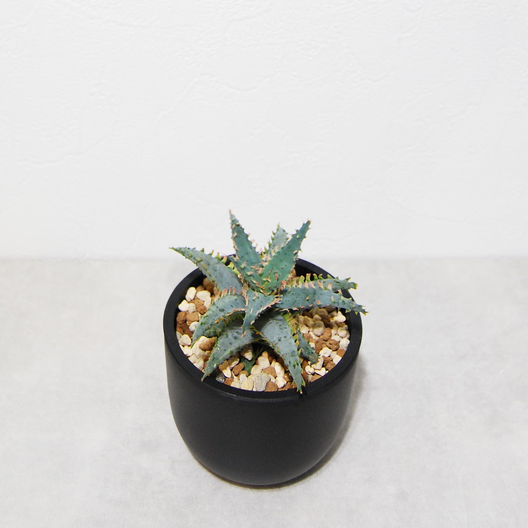 アロエ ハイブリッド aloe hybrid S1552 親株アロエ ハイブリッド