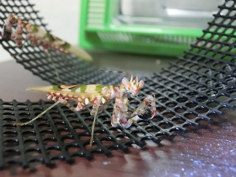 アフリカメダマカマキリ』交尾～産卵までの記録 : クワガタカマキリ