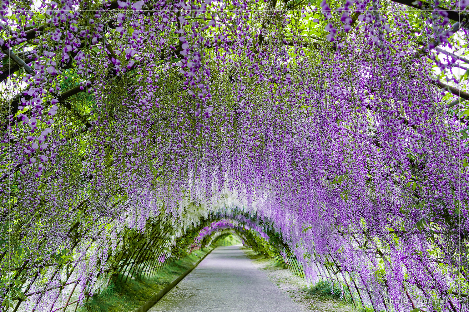 河内藤園 無人の藤トンネルを早朝以外に撮影。大藤は広角や魚眼レンズ
