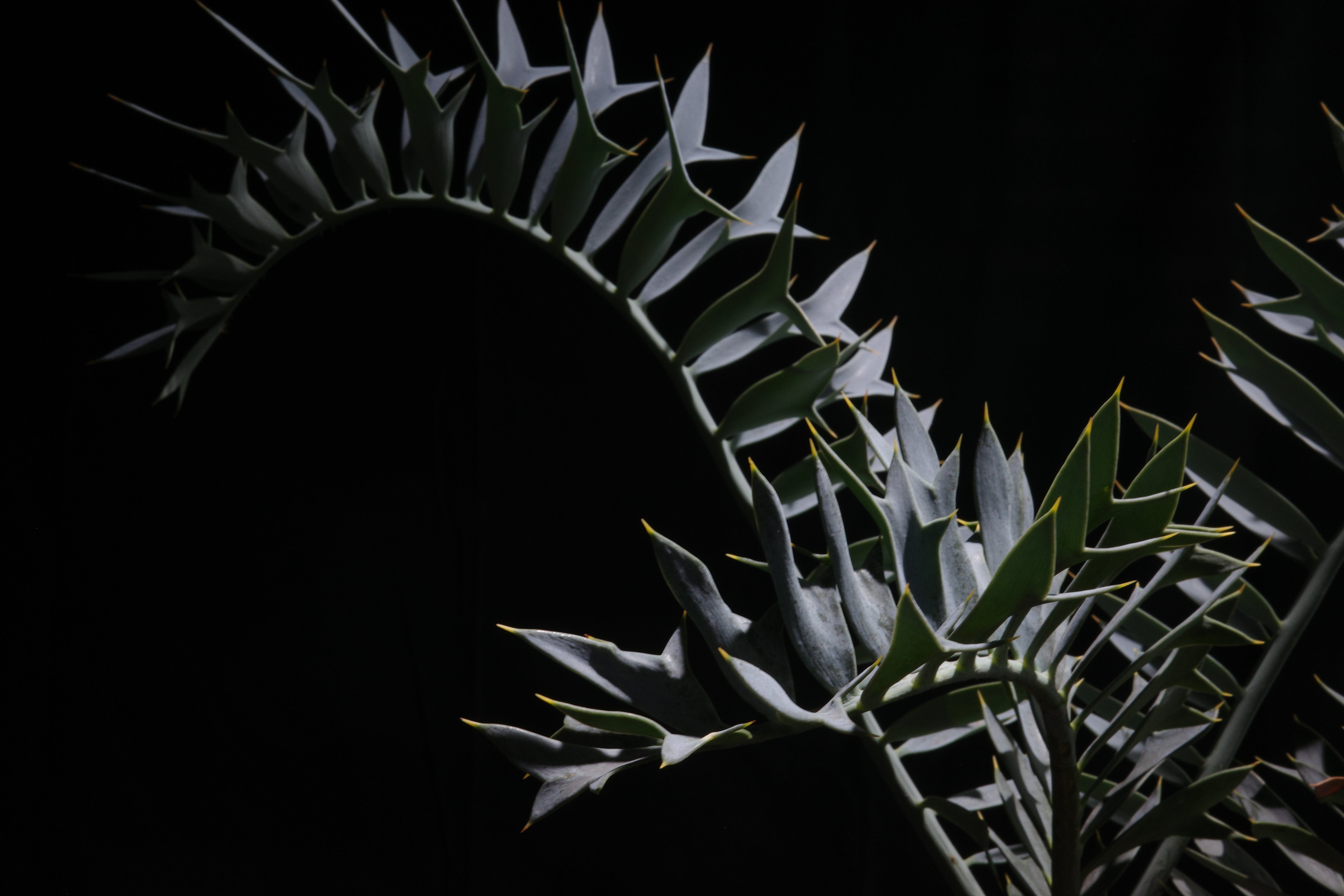 エンセファラルトス・ホリダス｜Encephalartos horridus – ROUTE