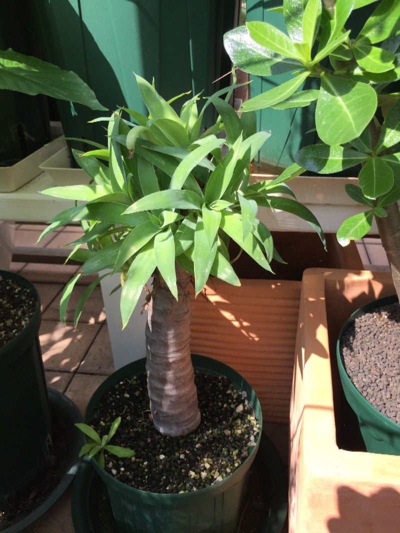 アガベ・アテナータ 子株 挿し木 | アガベアテナータ好きの観葉植物