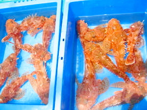 大阪のステラフィッシングが、厳選した大物釣具を全国へお届けいたし