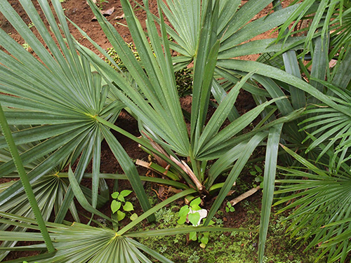 サバルヤシ Sabal ヤシ科（Arecaceae）