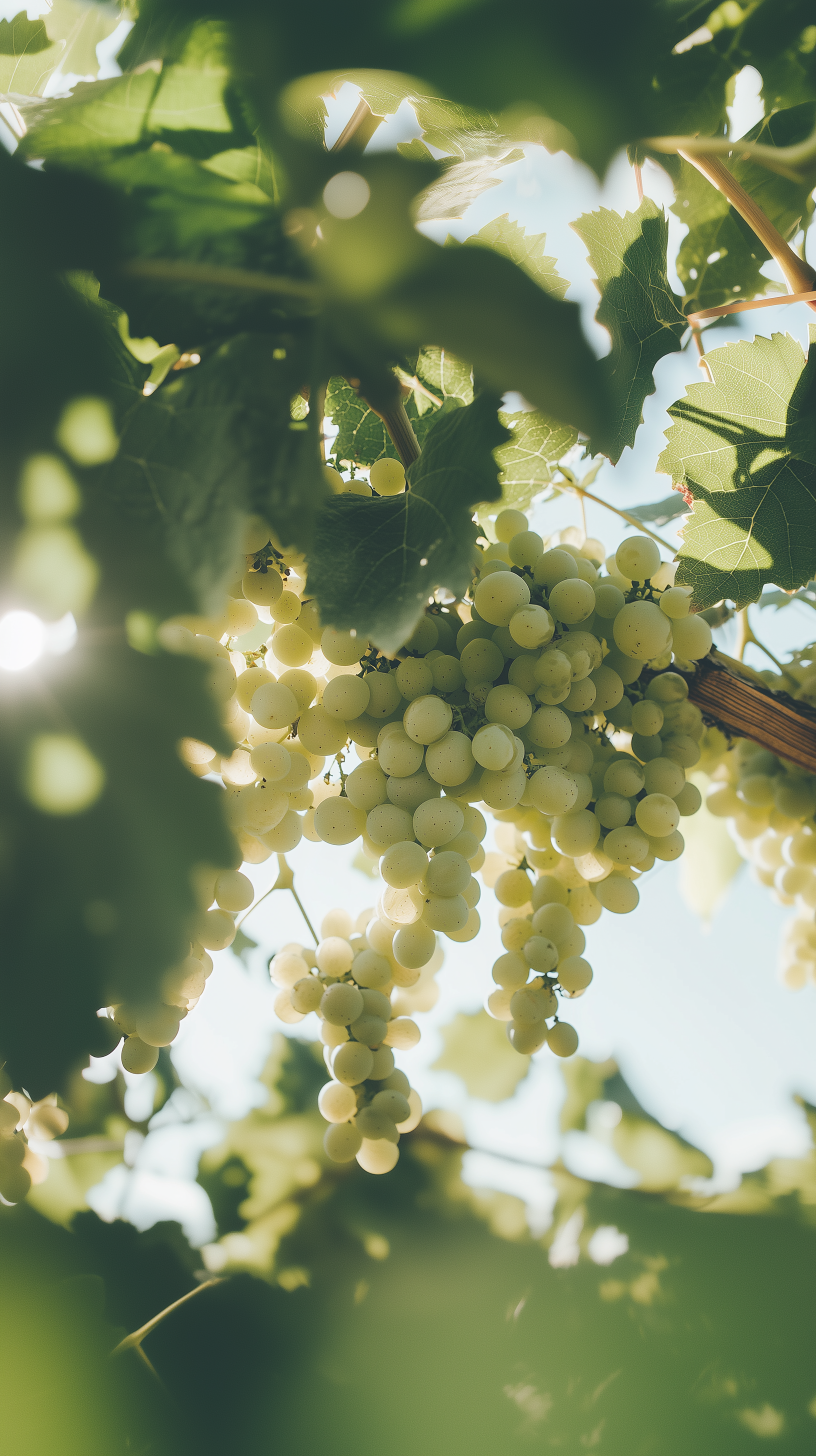 グレープバイン – SHOLAYERED