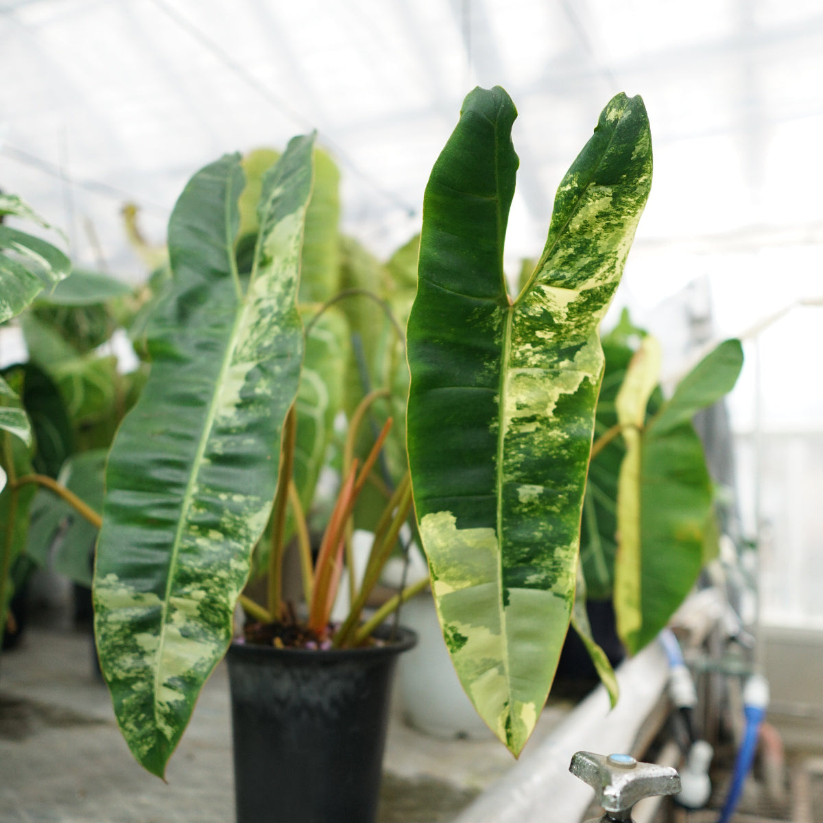 フィロデンドロン Philodendron – RARE PLANTS JAPAN (レアプランツ