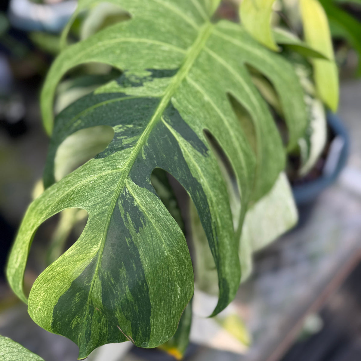 コレクション】モンステラ 'ボルシギアナミント' – RARE PLANTS JAPAN