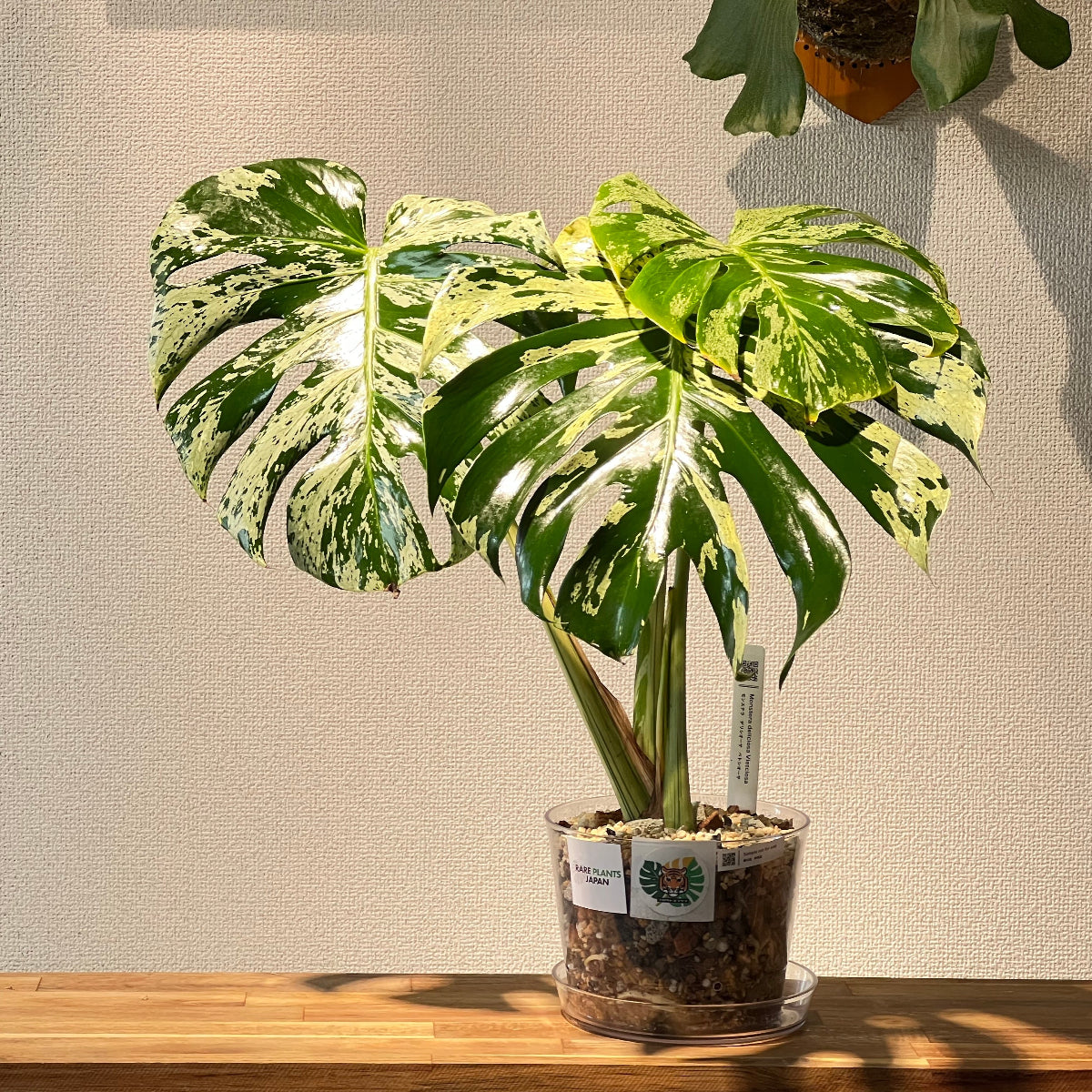 A9 モンステラ デリシオーサ ベトシオーサ 癖あり 異変っぽい葉っぱ A9