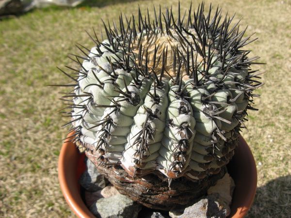 孤竜丸栽培記録