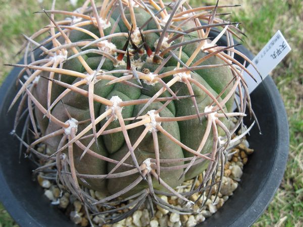 天平丸栽培記録