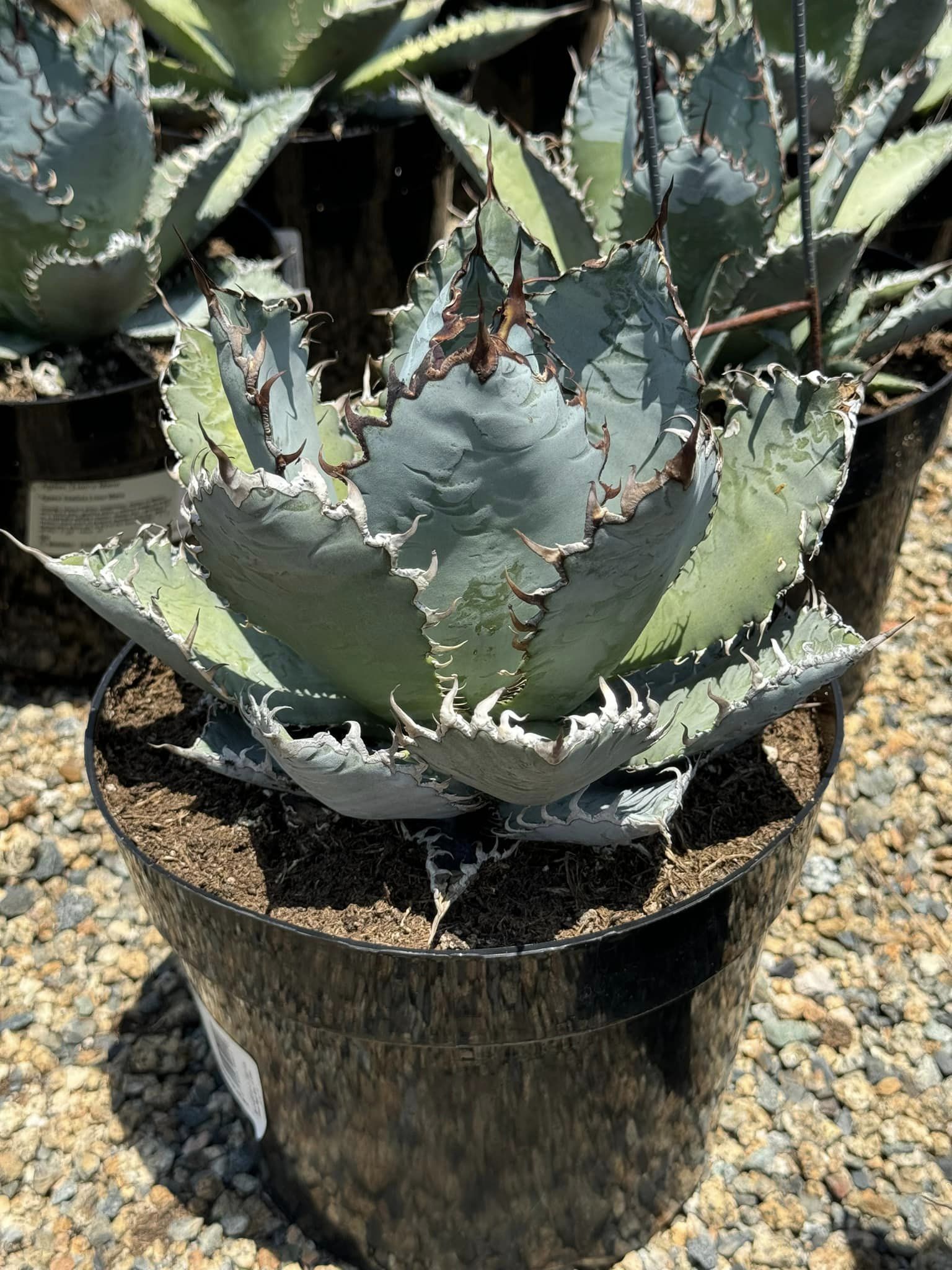 Agave titanota 'lions mane' – TiaJuanas Plants México
