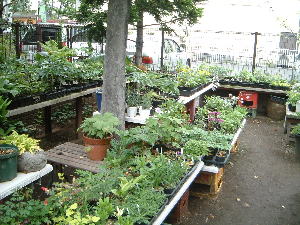 山野草と茶花 国分寺のお花屋さん 谷合園芸 - Online