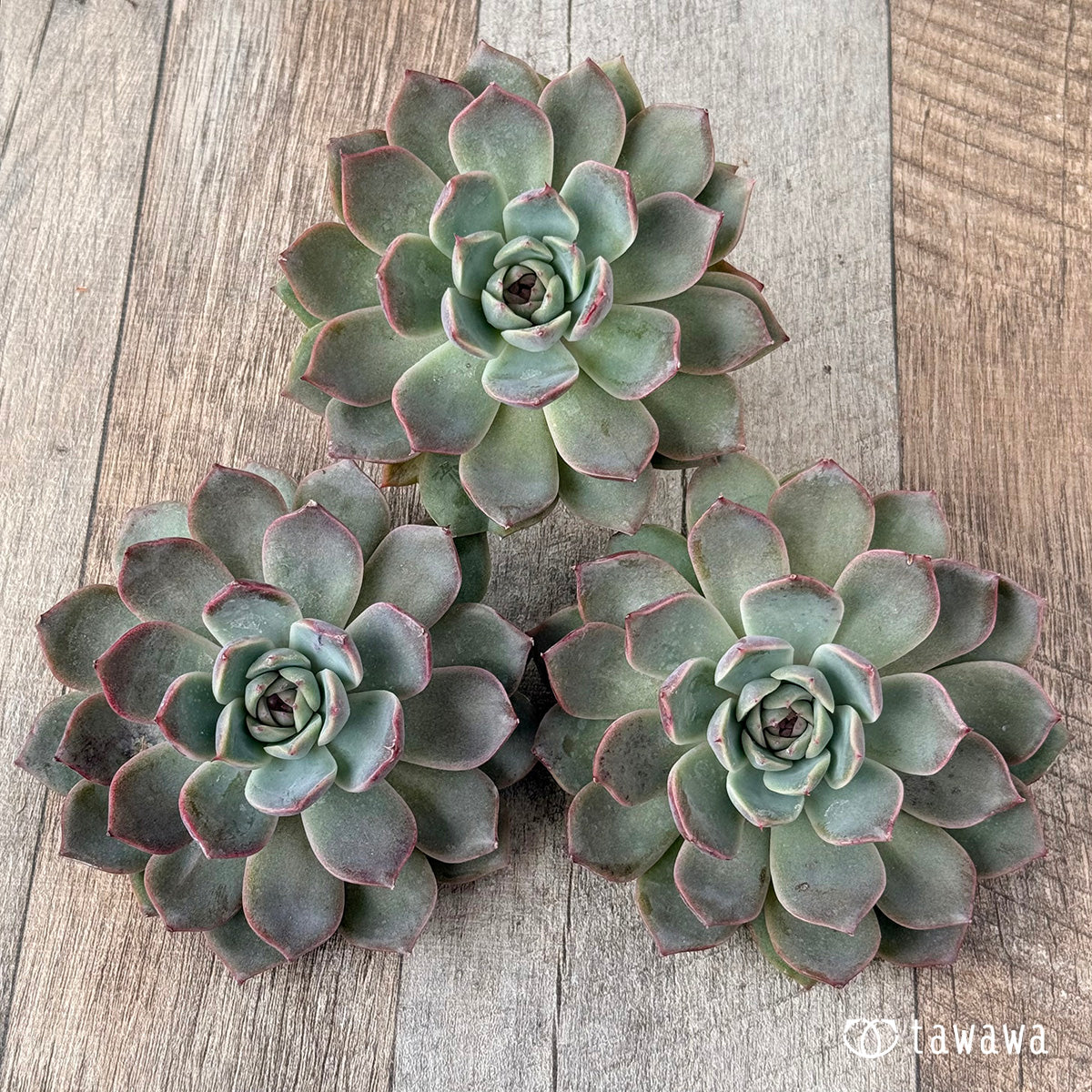 ディオール（単頭苗） – 多肉植物の通販・販売サイト tawawa